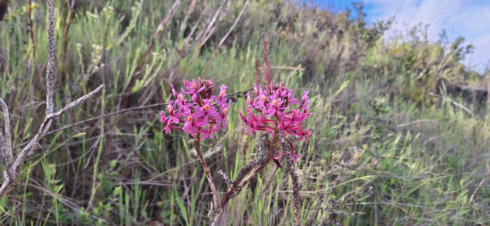 Las Orquídeas de Doña Juana